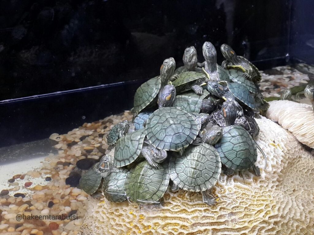 animal themes, animals in the wild, sea life, animal wildlife, no people, one animal, reptile, underwater, close-up, undersea, water, nature, aquarium, day, indoors, tortoise shell