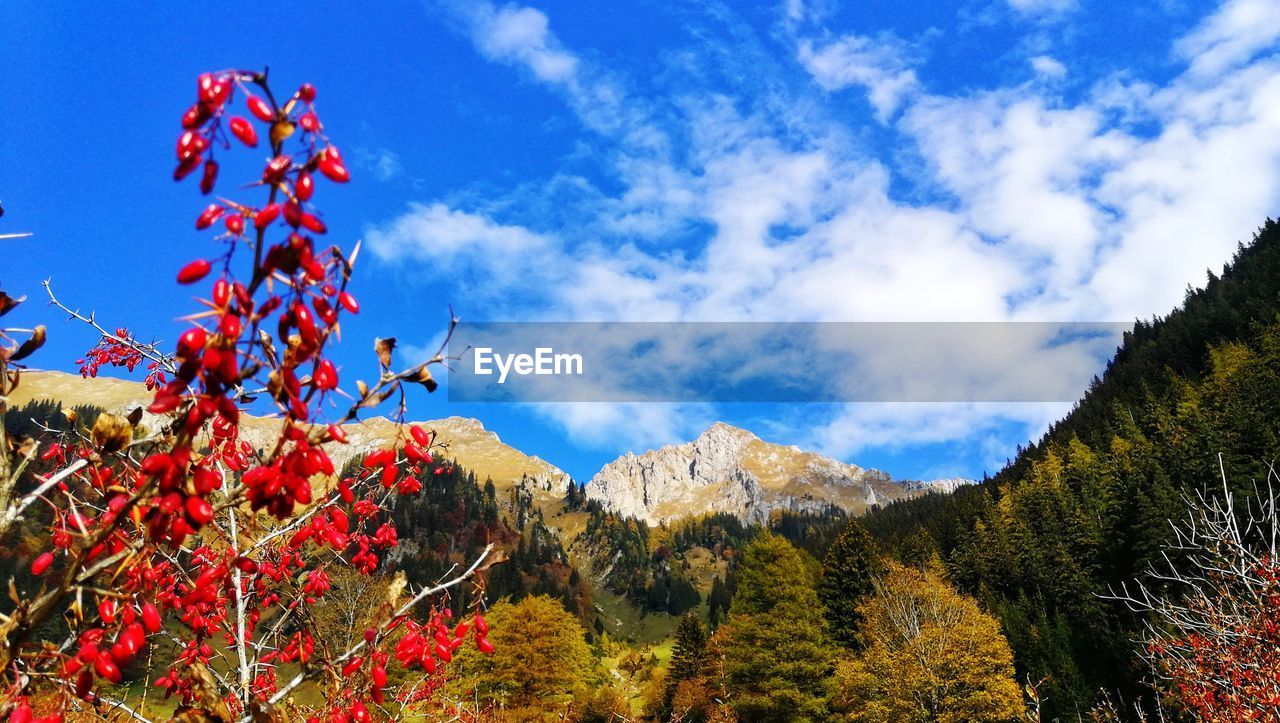 LOW ANGLE VIEW OF FLOWERING PLANT AGAINST SKY