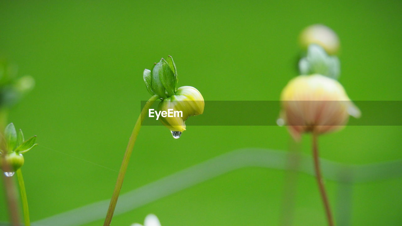 green, plant, flower, freshness, beauty in nature, flowering plant, fragility, growth, macro photography, close-up, nature, yellow, plant stem, no people, petal, flower head, inflorescence, wildflower, bud, focus on foreground, selective focus, leaf, meadow, springtime, day, blossom, outdoors, grass, plant part, beginnings