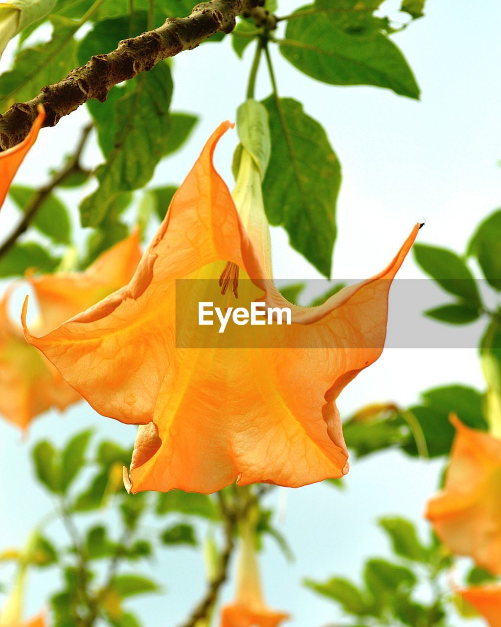 LOW ANGLE VIEW OF ORANGE LEAF