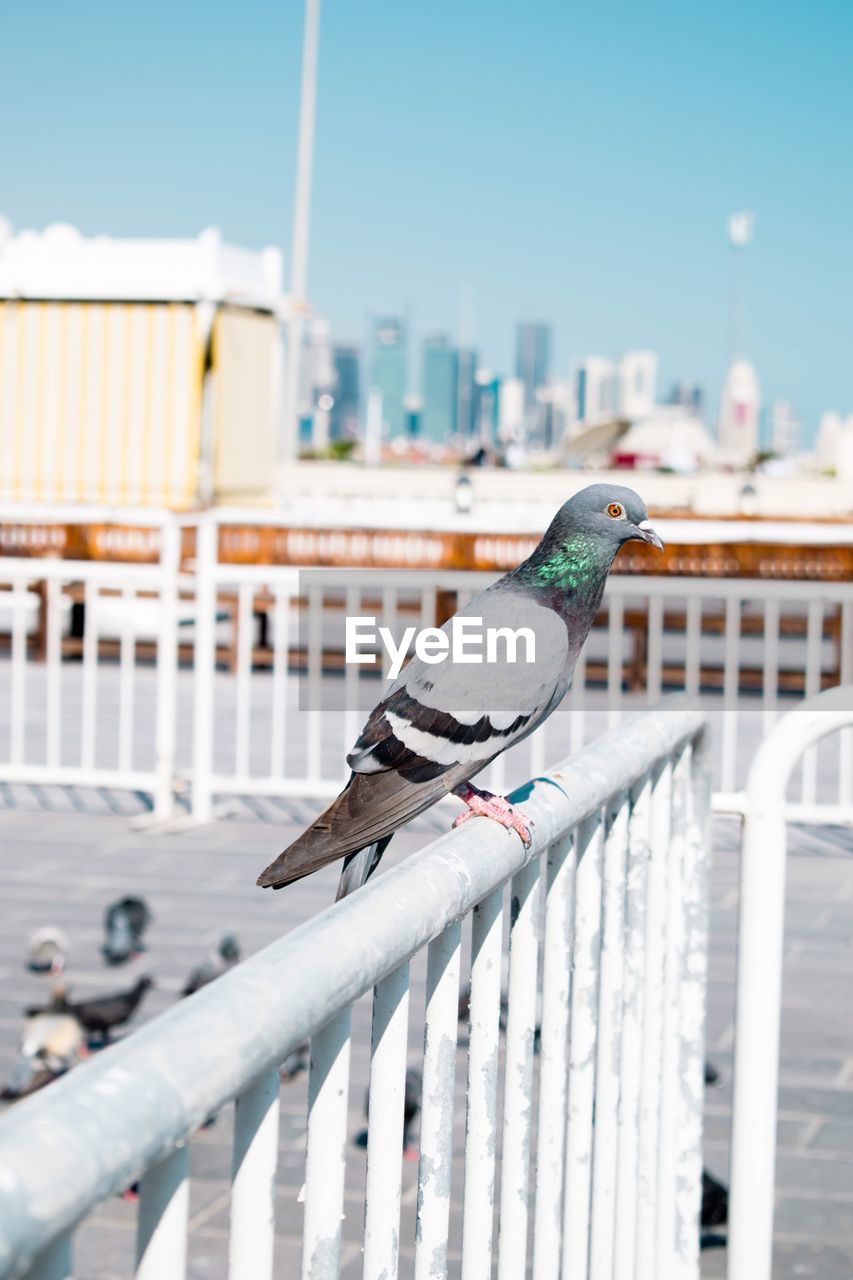 BIRD PERCHING ON RAILING