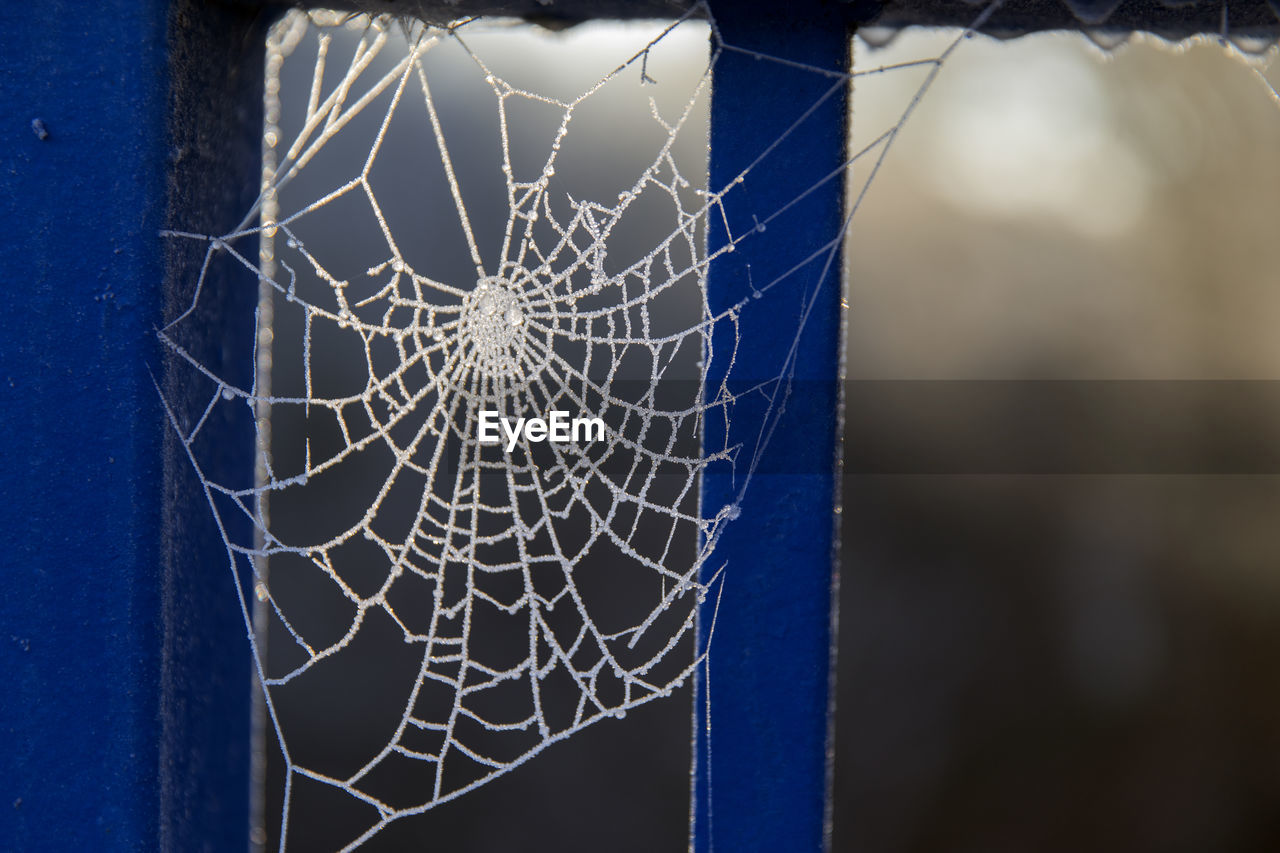 CLOSE-UP OF SPIDER ON WEB AGAINST BLUE SKY