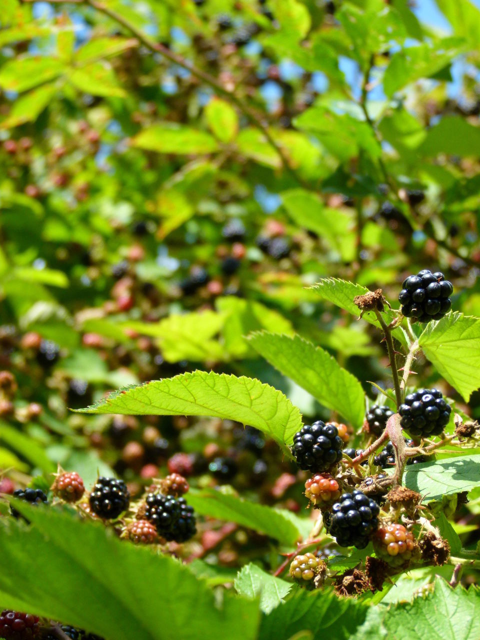 Close-up of blackberries growing on tree