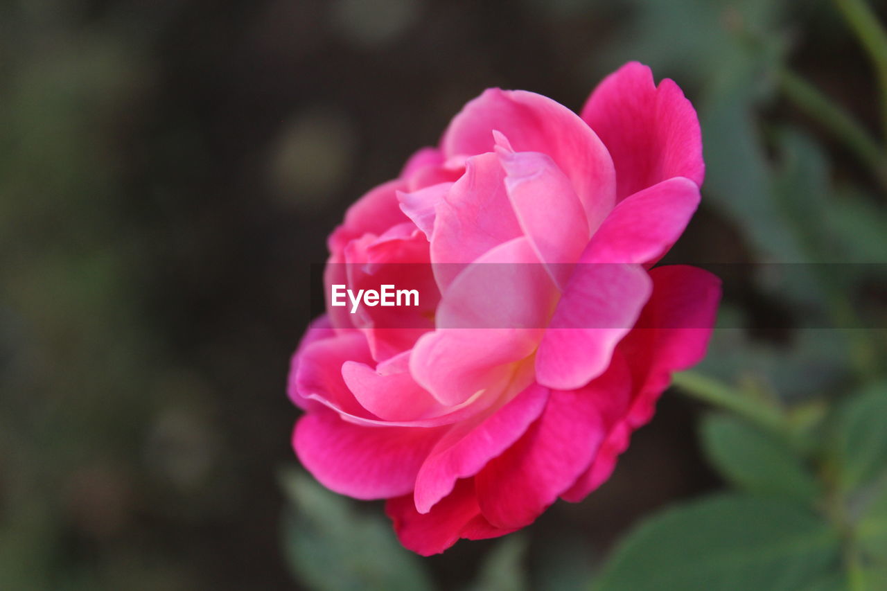 CLOSE-UP OF PINK FLOWER
