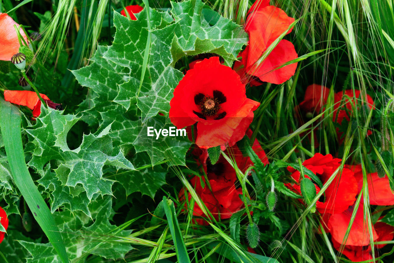 plant, flower, red, growth, poppy, beauty in nature, flowering plant, nature, freshness, green, fragility, petal, close-up, no people, leaf, plant part, field, land, day, flower head, high angle view, inflorescence, grass, wildflower, outdoors, meadow