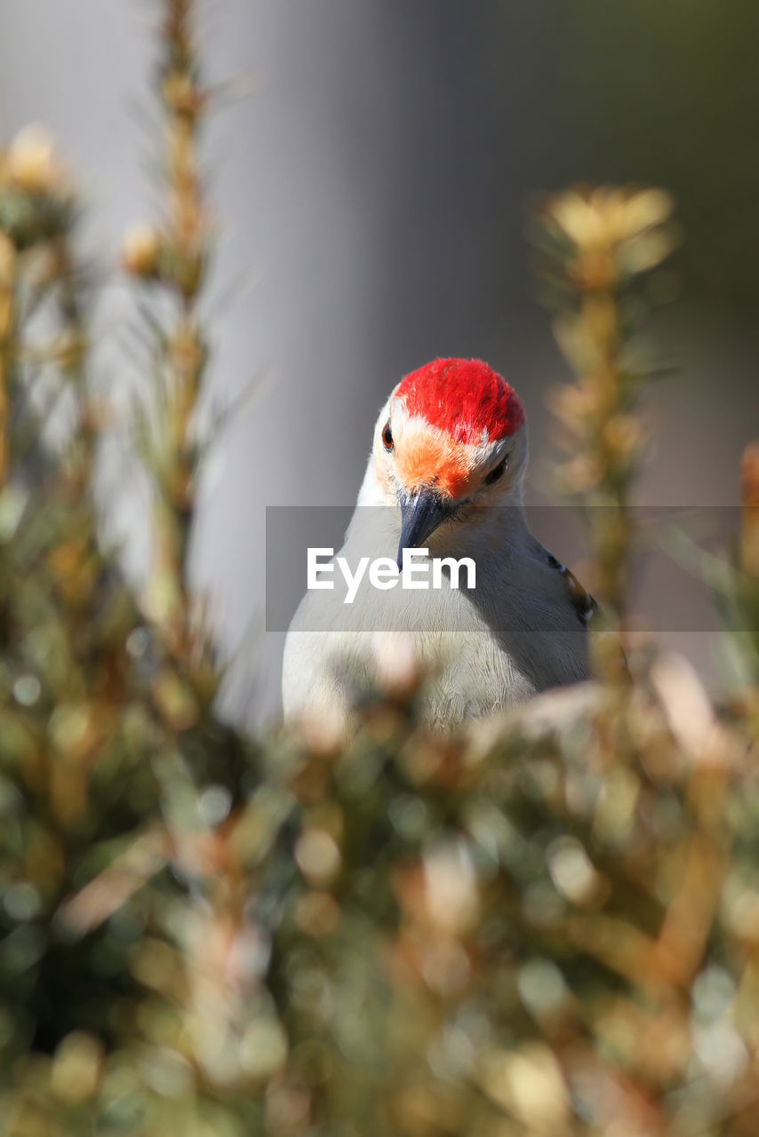 Close-up of red bellied woodpecker
