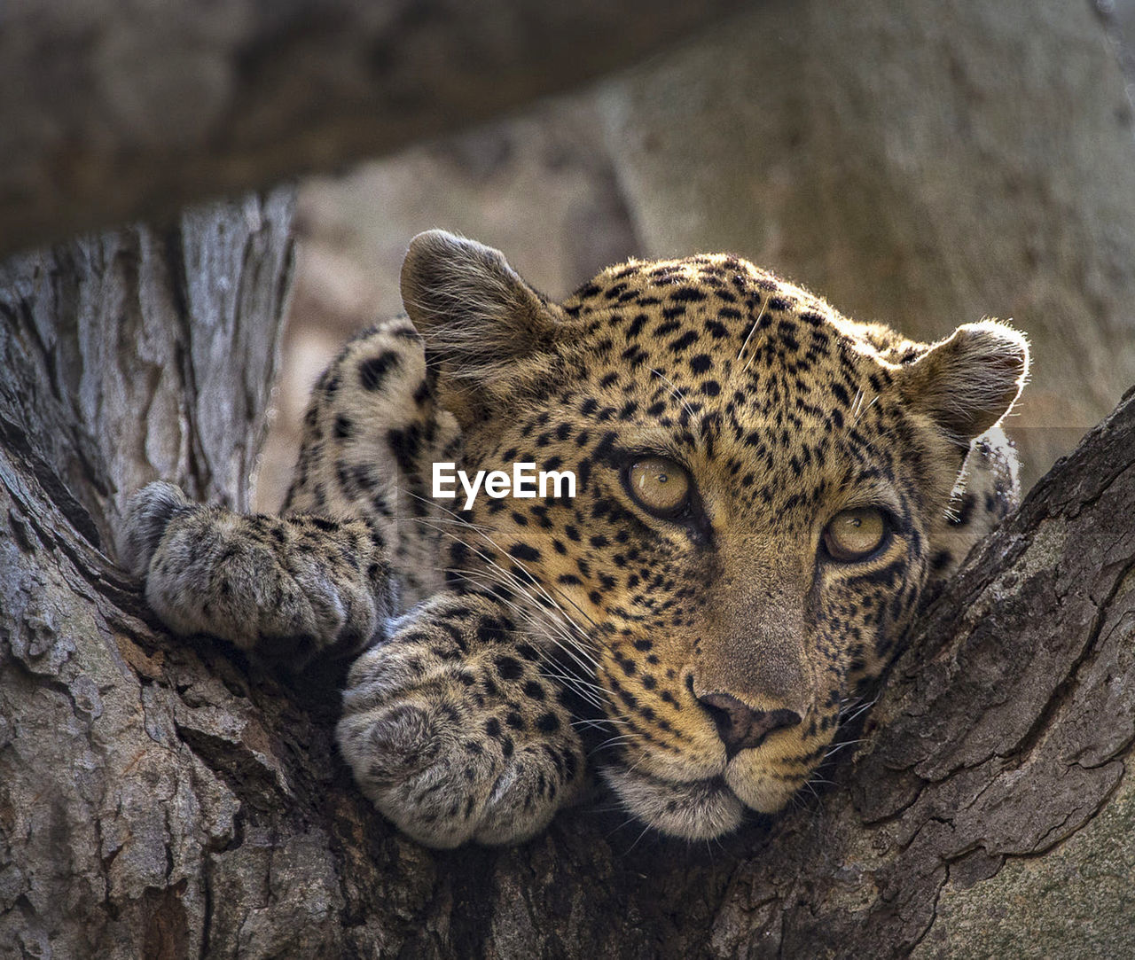 Close-up of a cat resting on rock