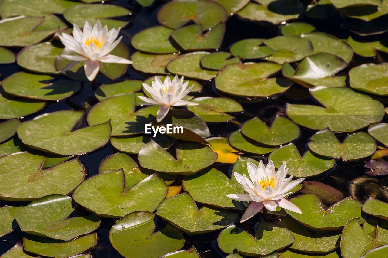 CLOSE-UP OF WATER LILY IN POND