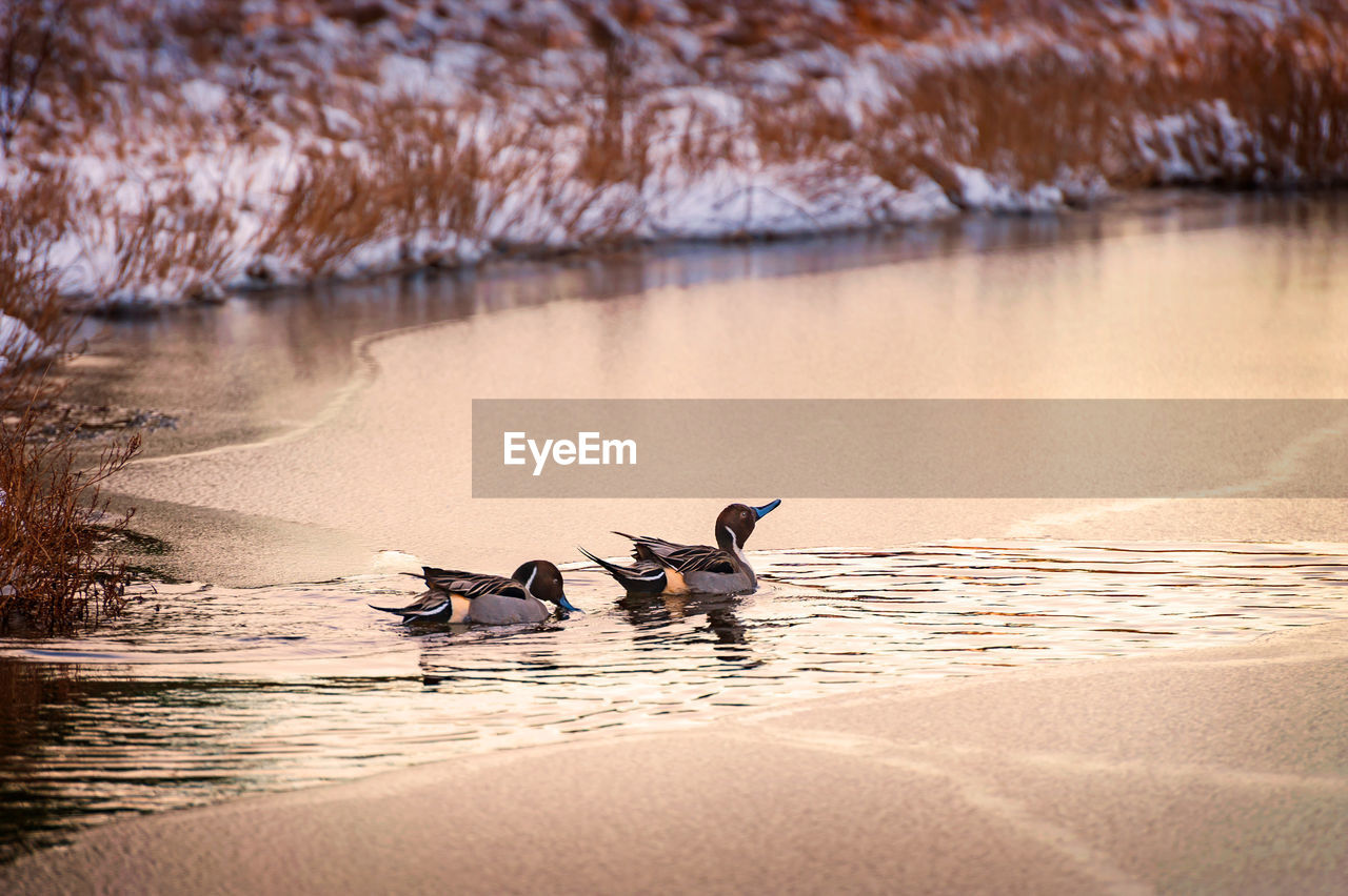 BIRDS ON LAKE