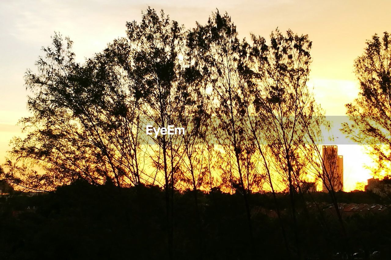 SILHOUETTE TREES AGAINST SKY