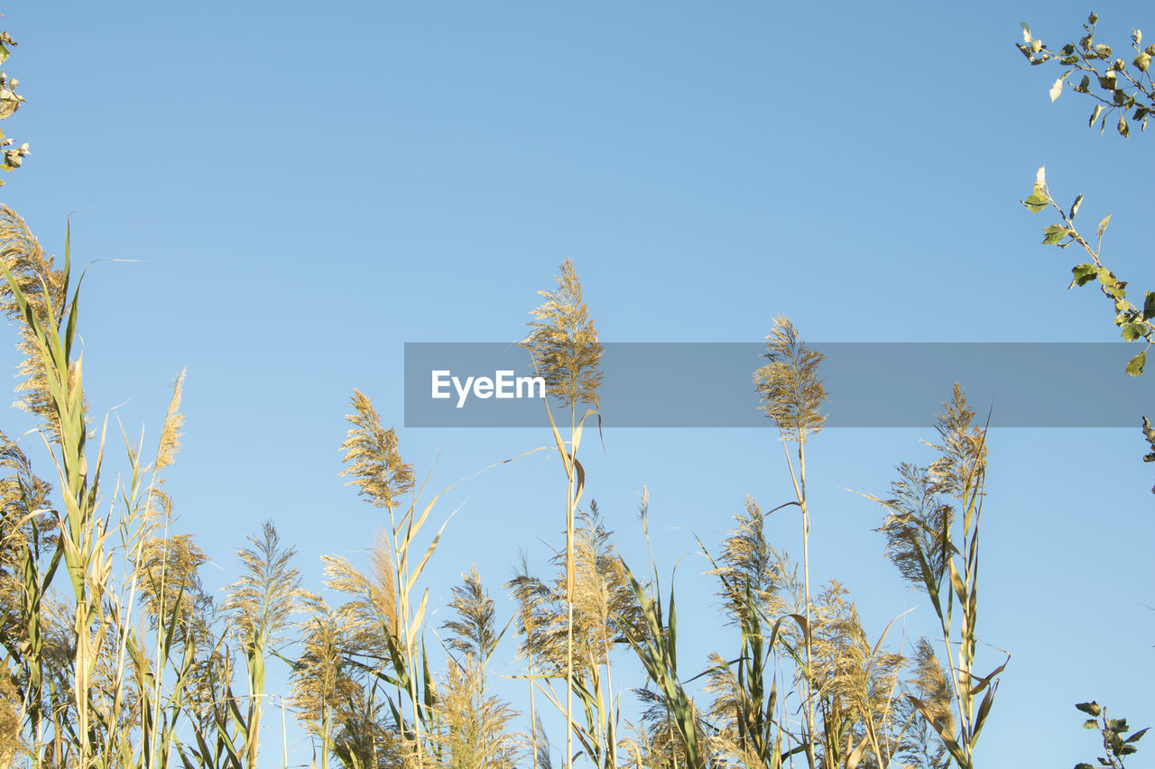 PLANTS GROWING AGAINST SKY