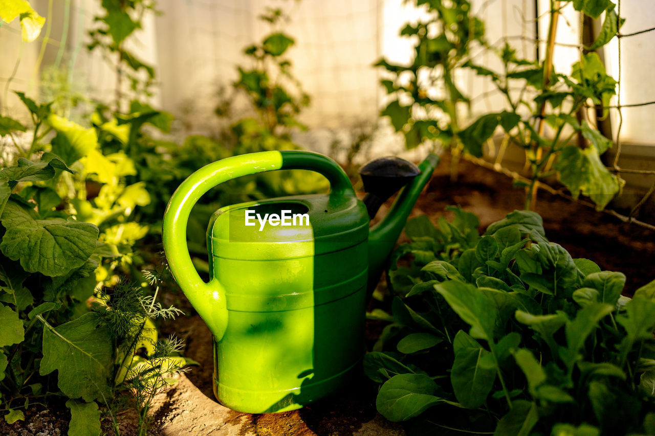 Green watering can standing in the greenhouse. ecology and ecological balance