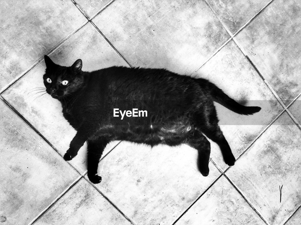 High angle view of black cat on tiled floor