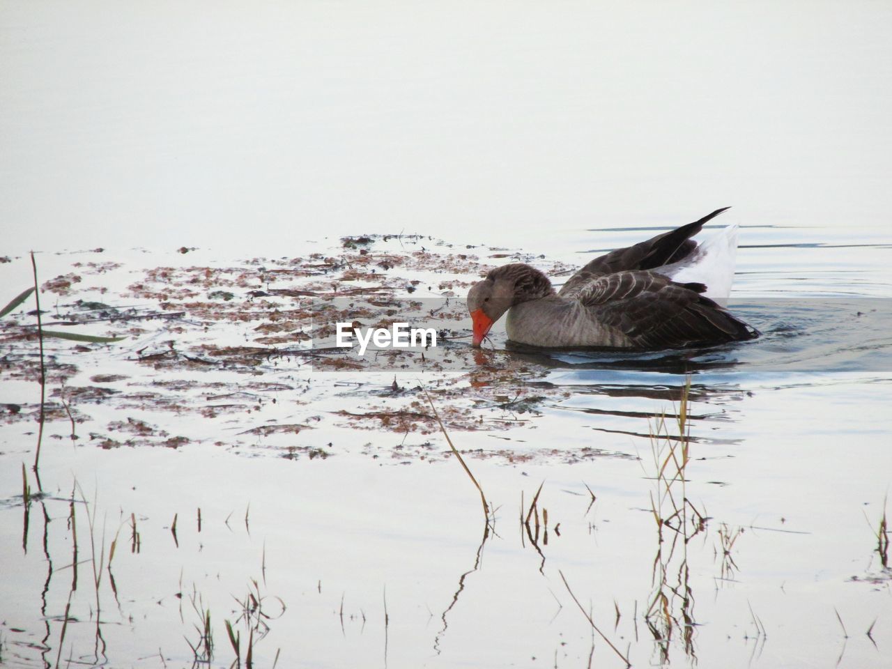 BIRD FLYING OVER SEA