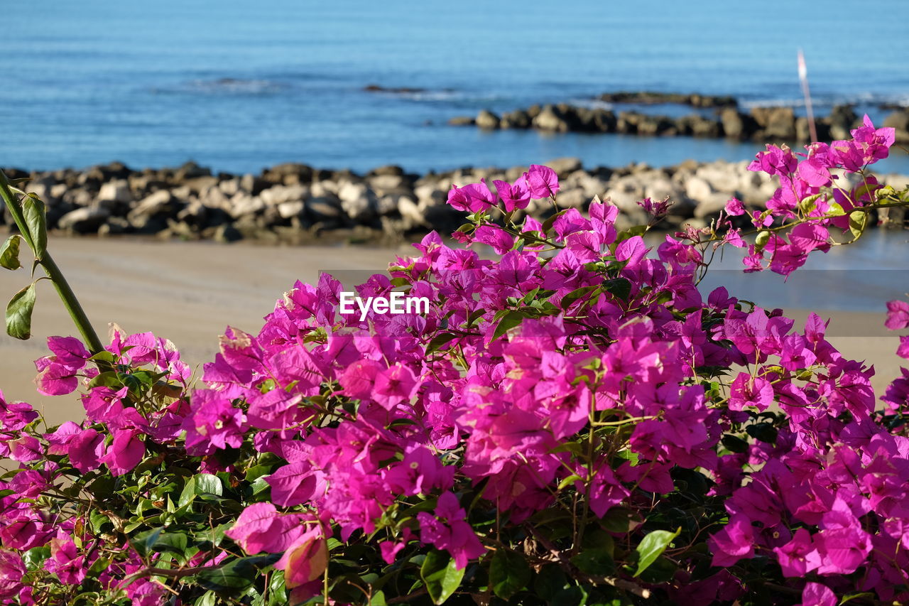 Close-up of pink flowers blooming by sea against sky