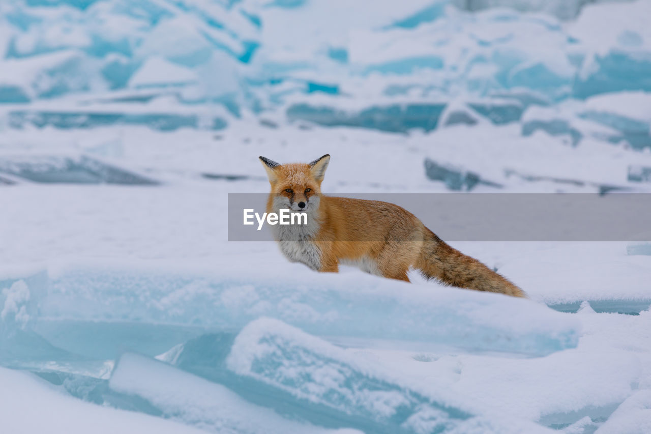 fox standing on snow