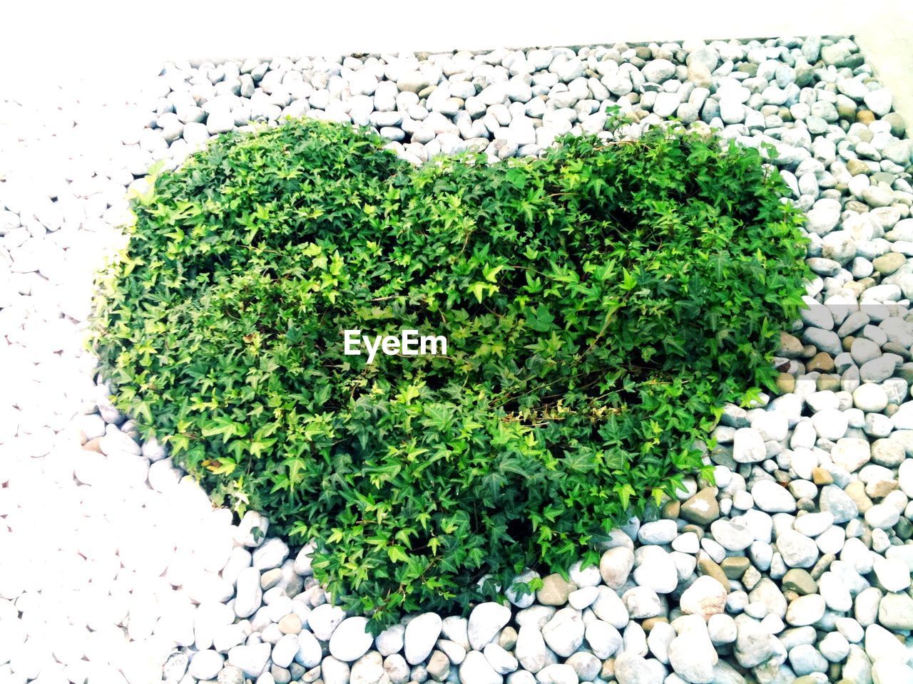 Close-up of heart shape bush in yard