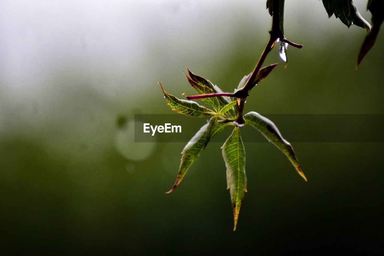 Moisture from rain dripping down