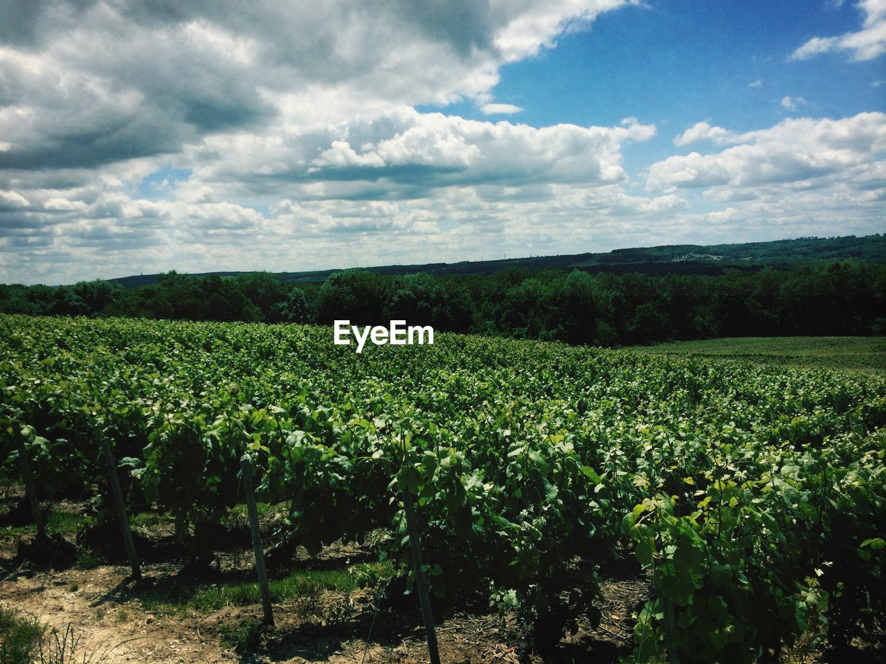 Scenic shot of calm fields against clouds