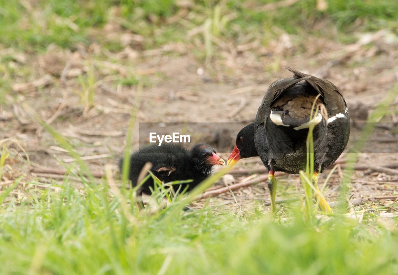 animal themes, animal, animal wildlife, bird, wildlife, grass, group of animals, nature, plant, no people, two animals, selective focus, eating, outdoors, mammal, water bird, day, duck