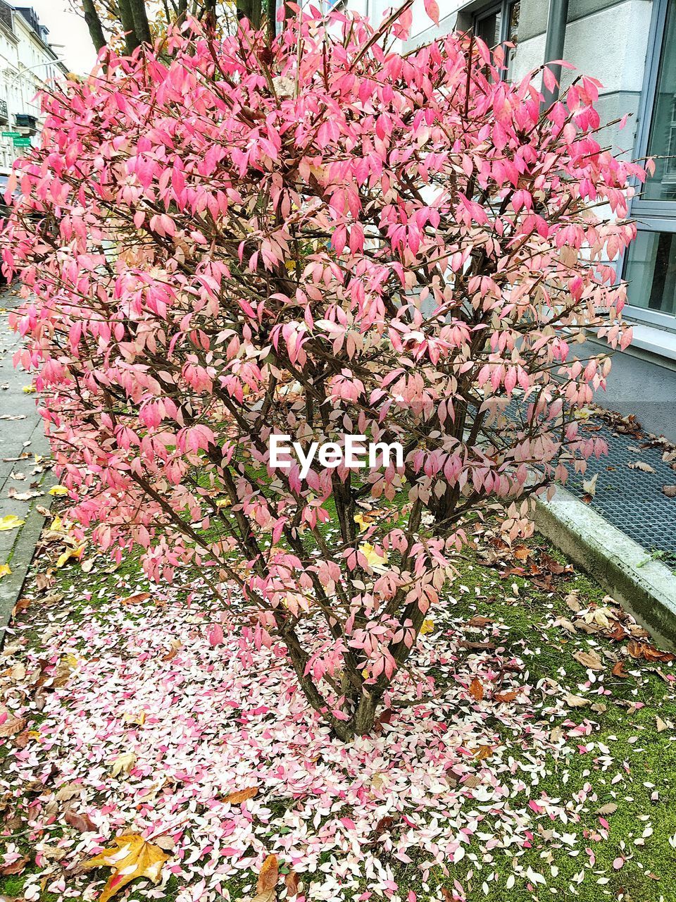 CLOSE-UP OF PINK FLOWER TREE