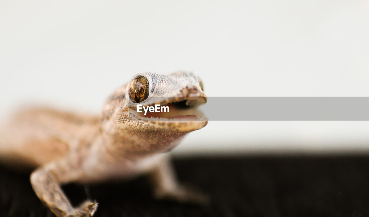 Macro shot of gecko