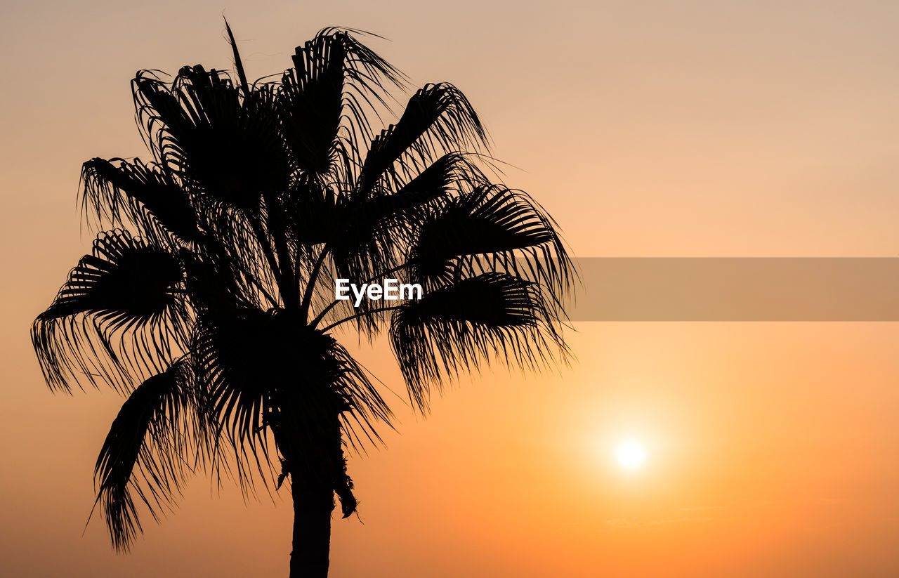 Low angle view of silhouette palm tree against sunset sky