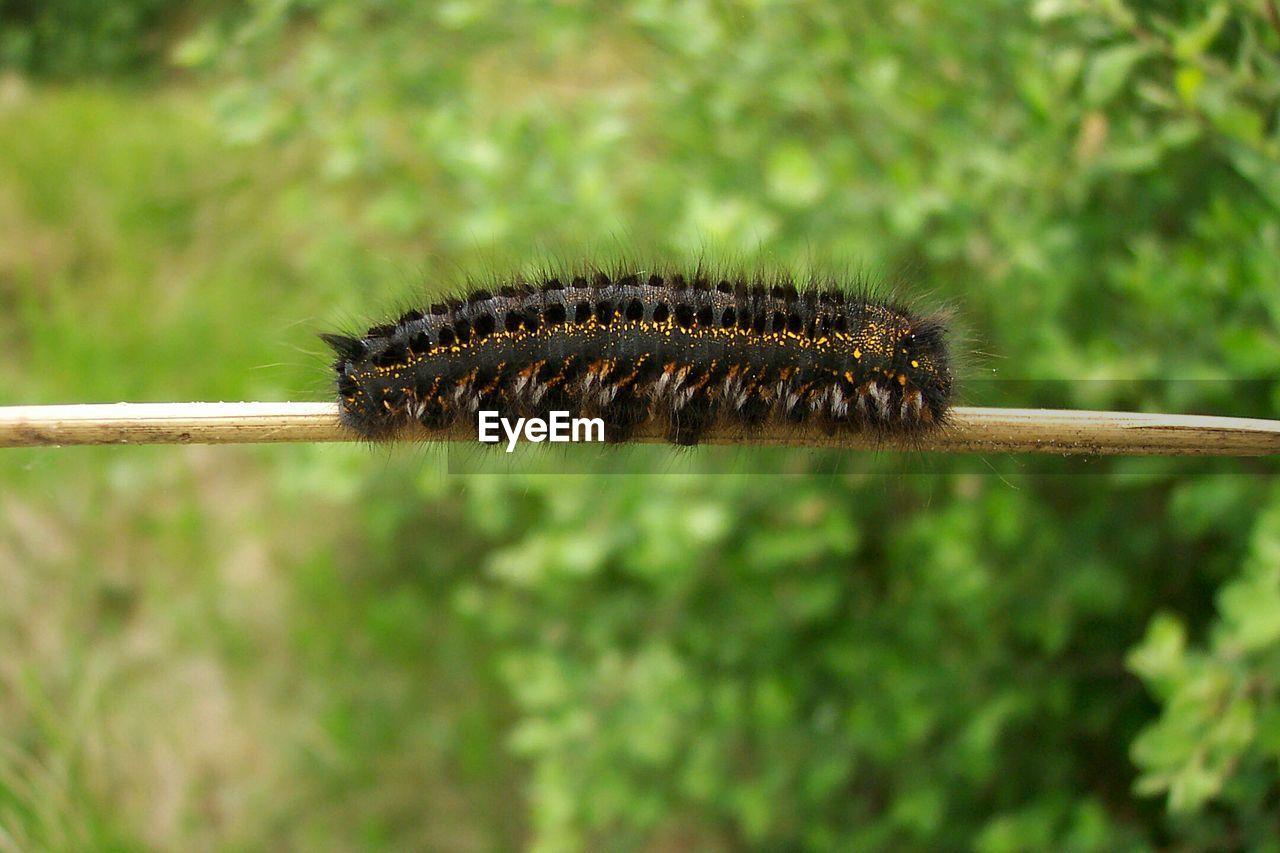 Close-up of caterpillar on twig against plants