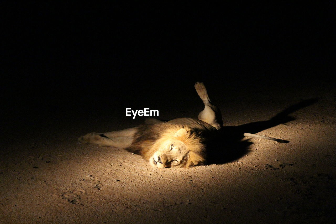 Lion lying on field at kruger national park during night