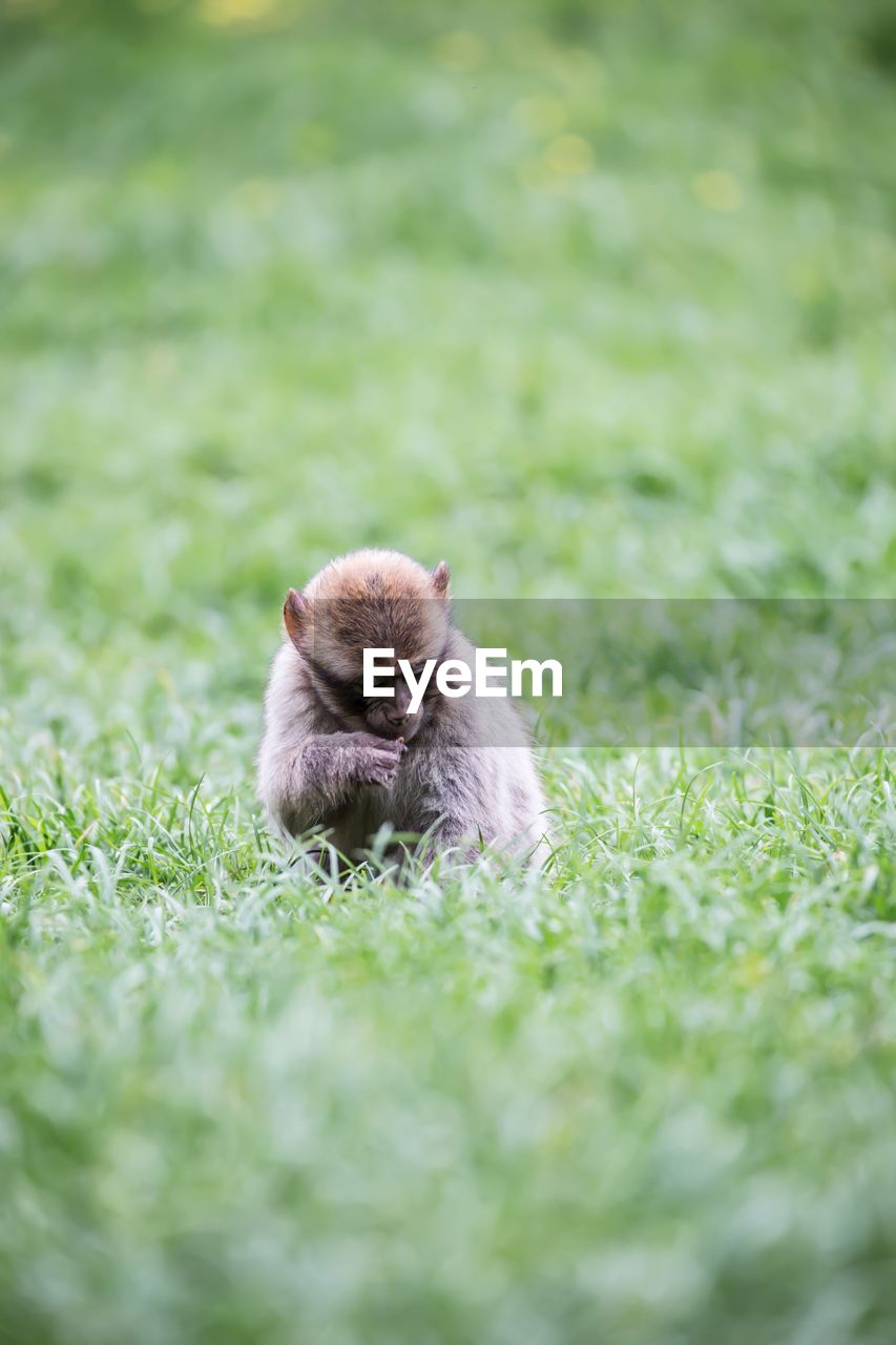MONKEY SITTING ON GRASS