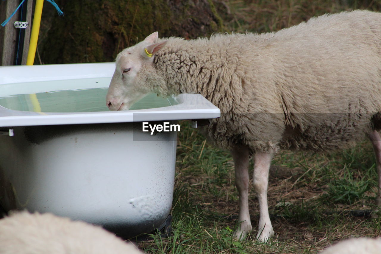 Sheep drinking water from trough on field