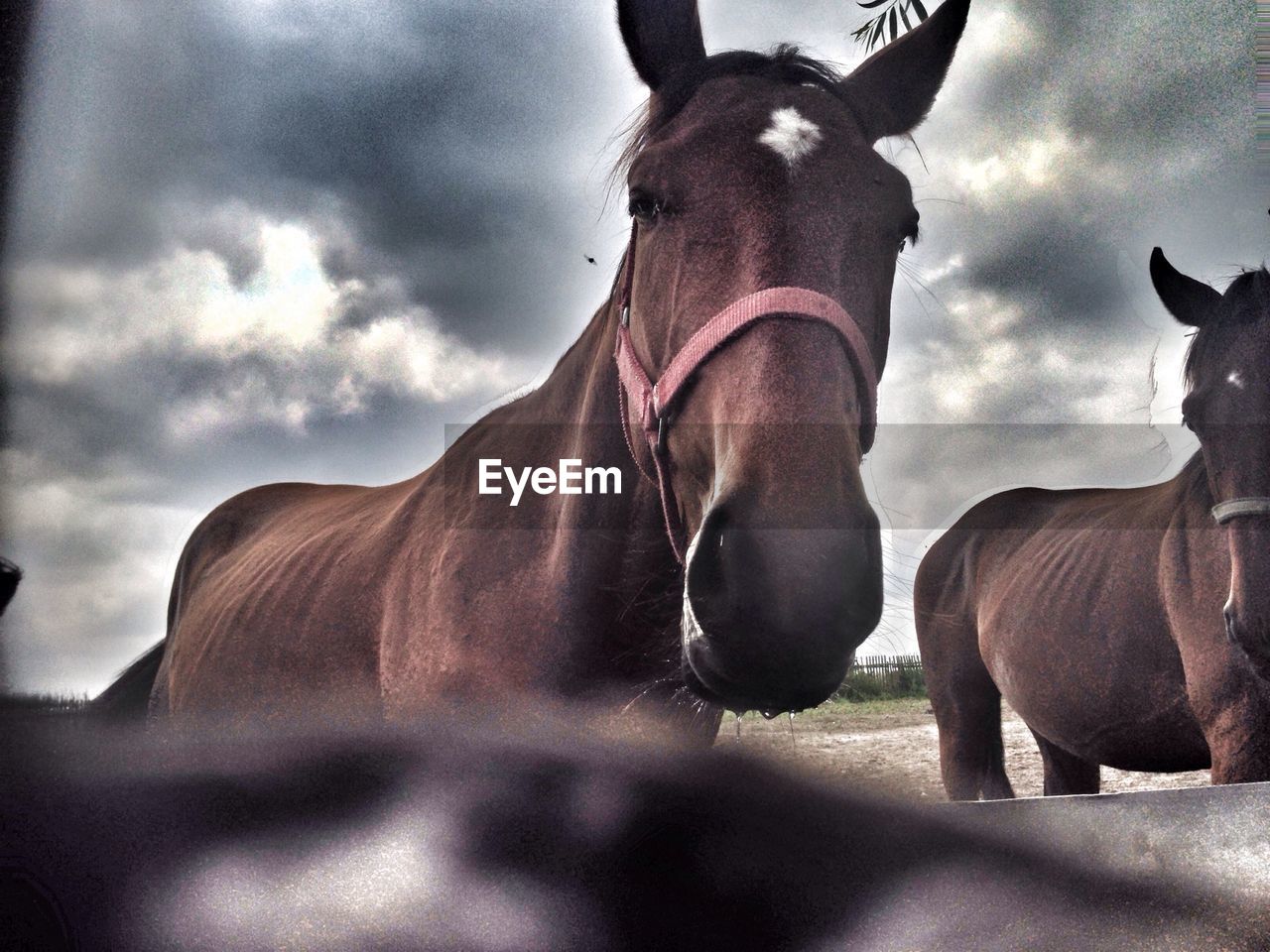 Horses on field against cloudy sky