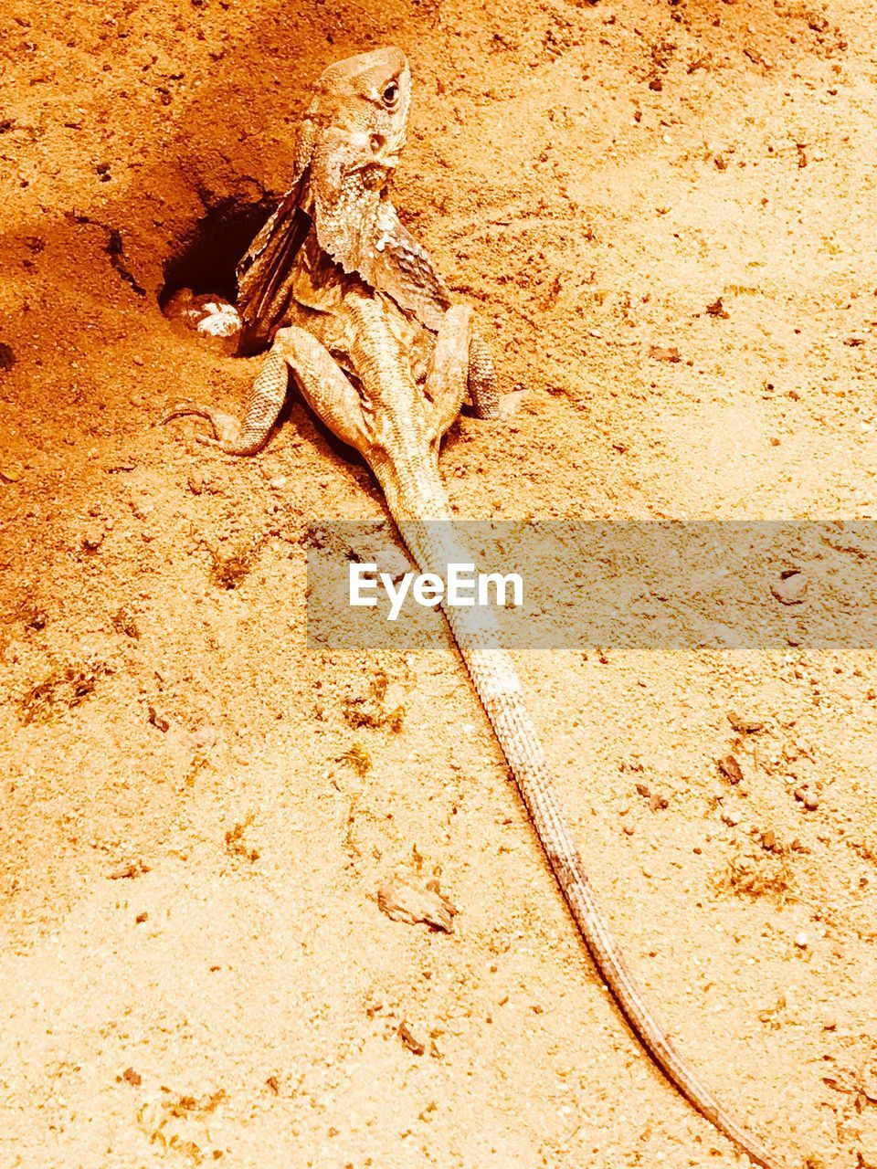 HIGH ANGLE VIEW OF LIZARD