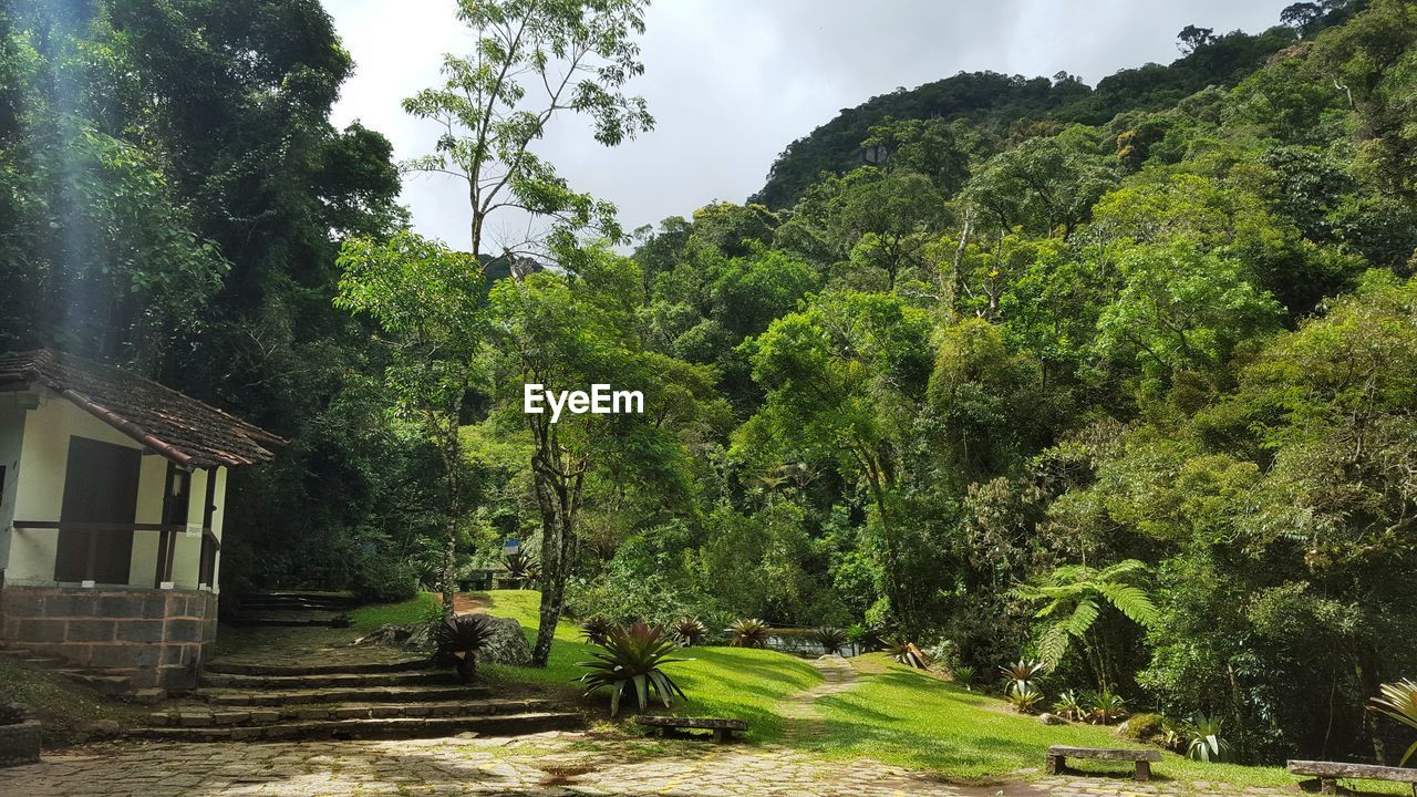 Trees growing on field