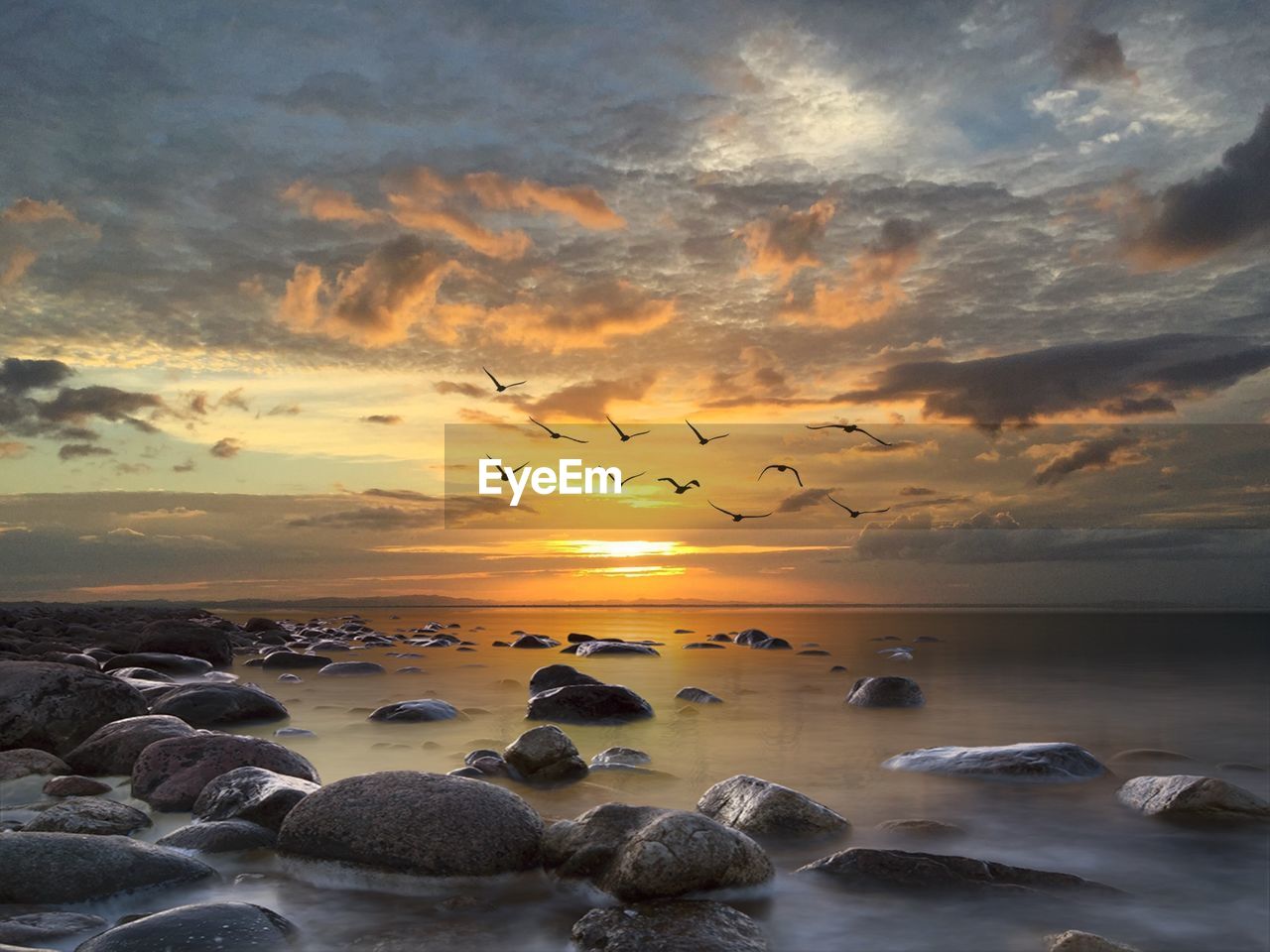 Flock of birds flying over sea shore against sky at sunset