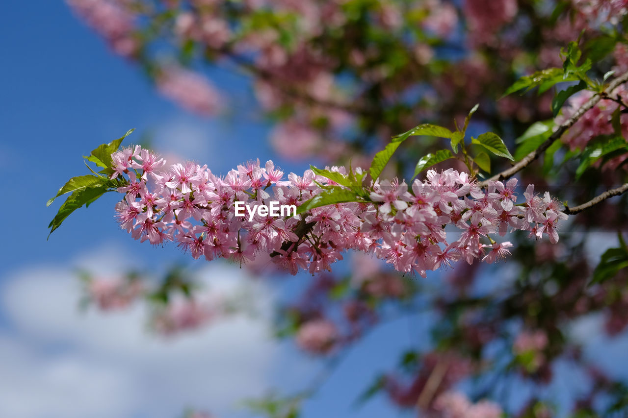 Close-up of cherry blossoms in spring