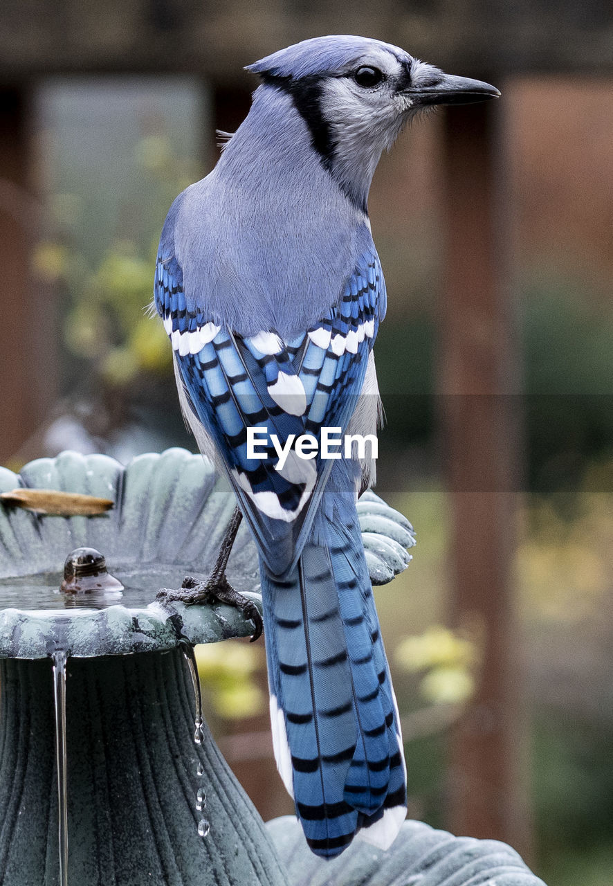 Bluejay on the fountain with a peanut