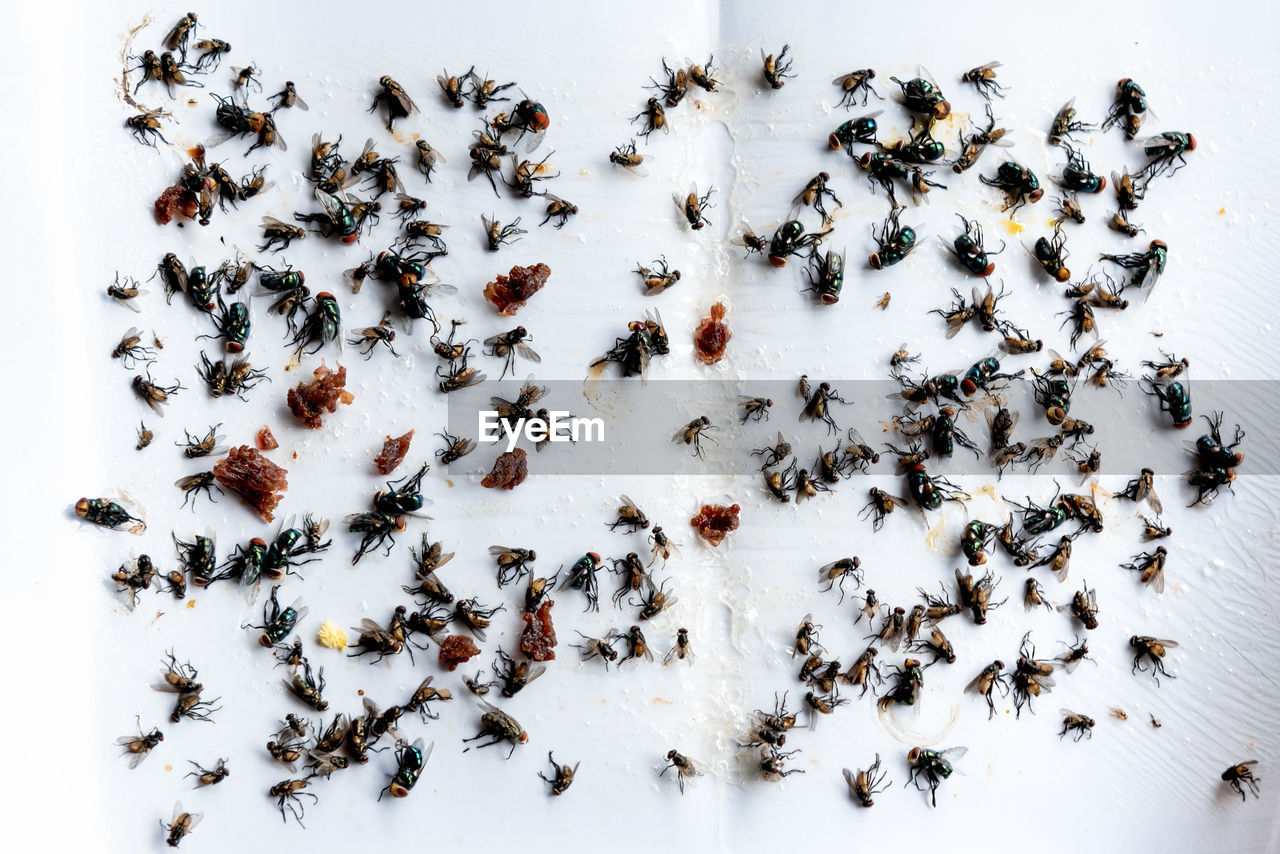 HIGH ANGLE VIEW OF BEE ON THE WALL