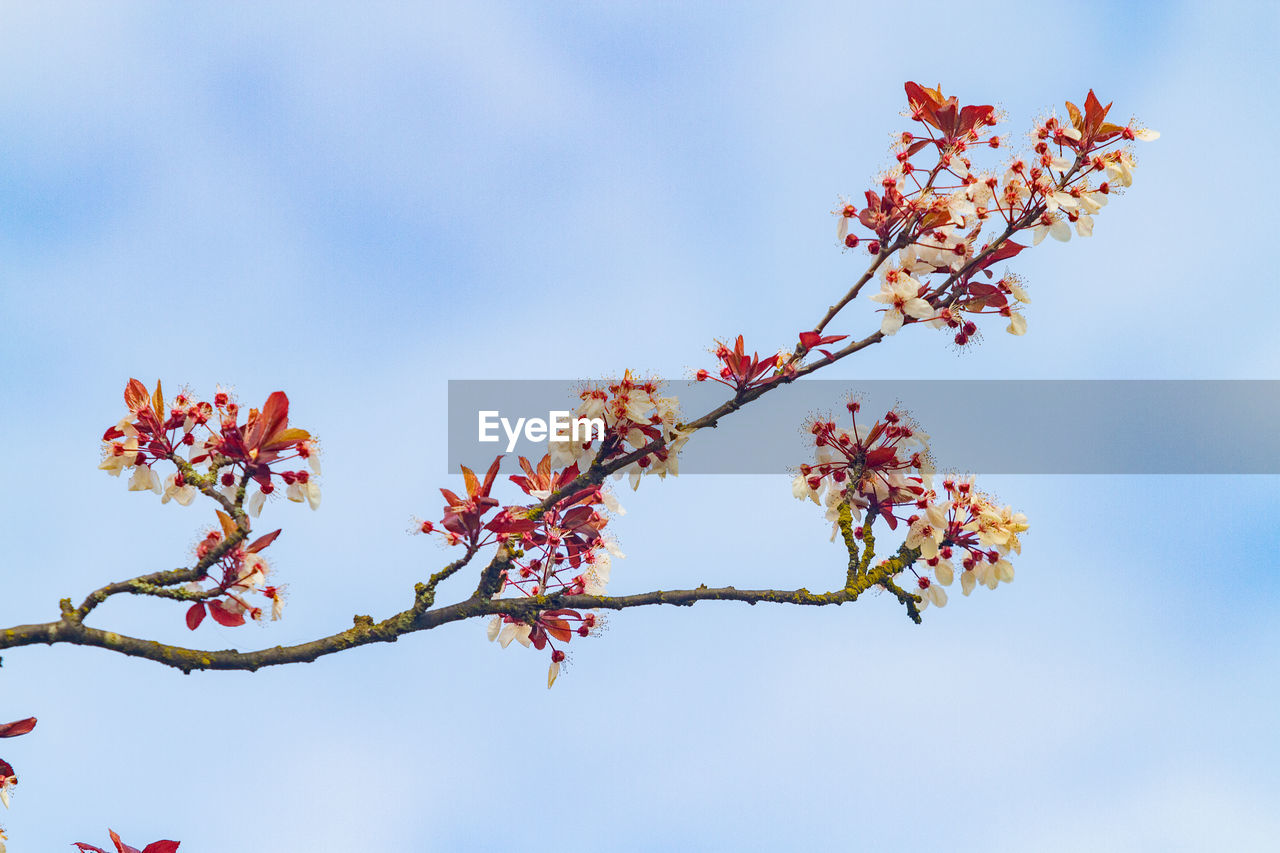 Low angle view of cherry blossoms against sky