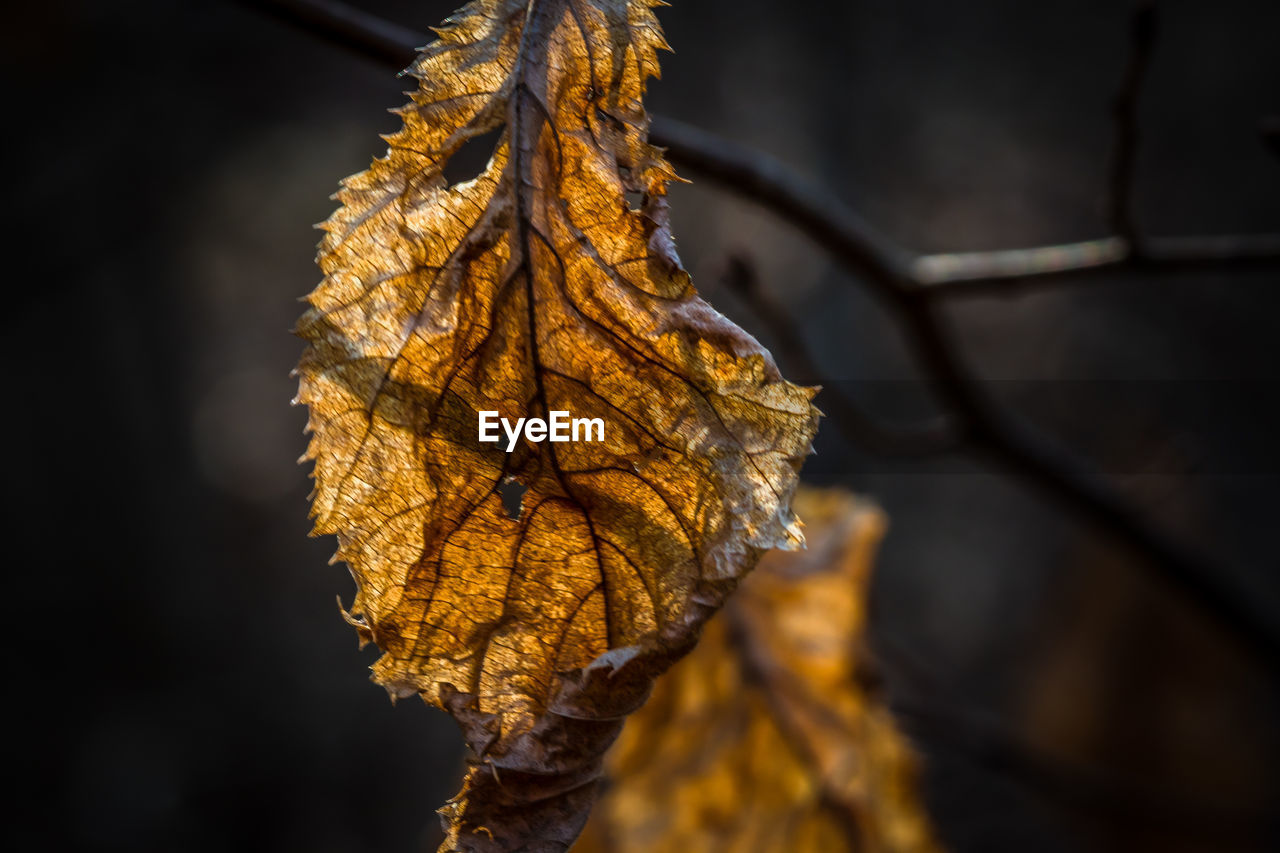 Close-up of dry leaves on plant