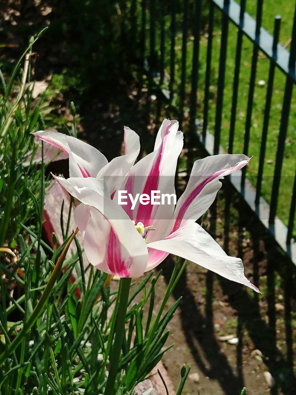 CLOSE-UP OF PINK FLOWERS BLOOMING