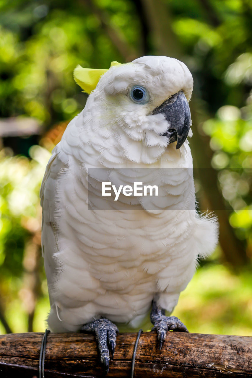 Close-up of white parrot perching on wood