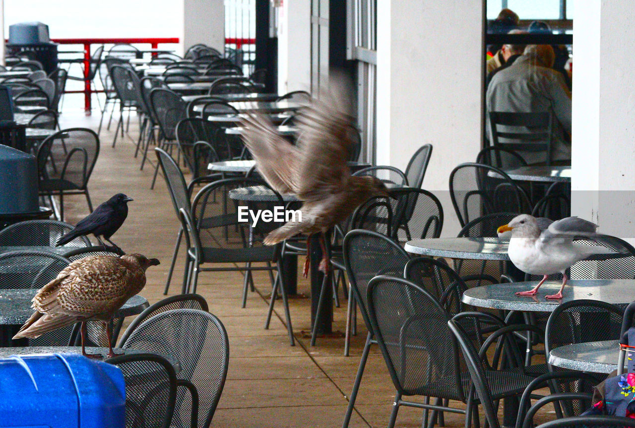 BIRDS PERCHING ON TABLE IN CHAIRS