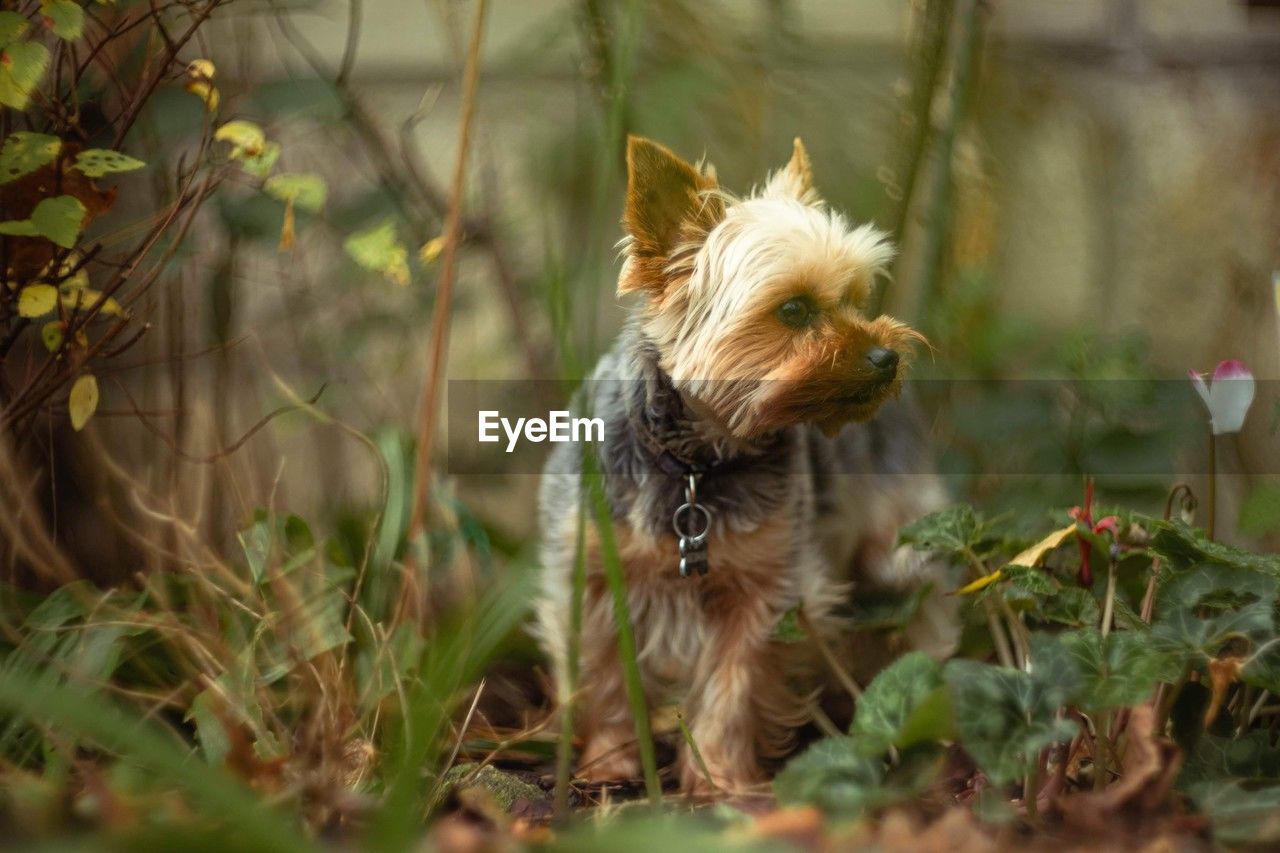 animal themes, mammal, animal, one animal, dog, canine, domestic animals, pet, plant, lap dog, yorkshire terrier, nature, australian terrier, flower, terrier, no people, selective focus, carnivore, outdoors, cute, grass, animal hair, tree