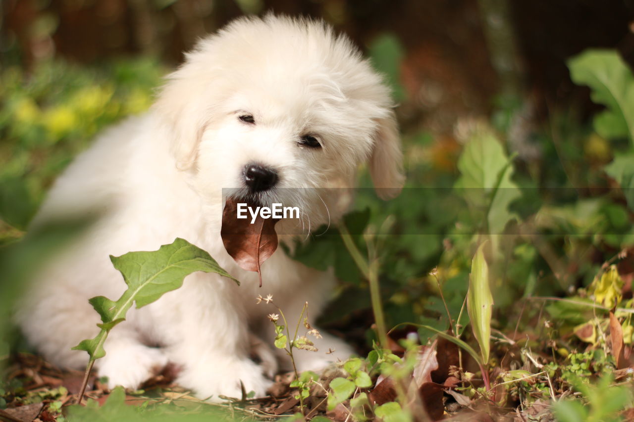 CLOSE-UP OF DOG SITTING IN GRASS