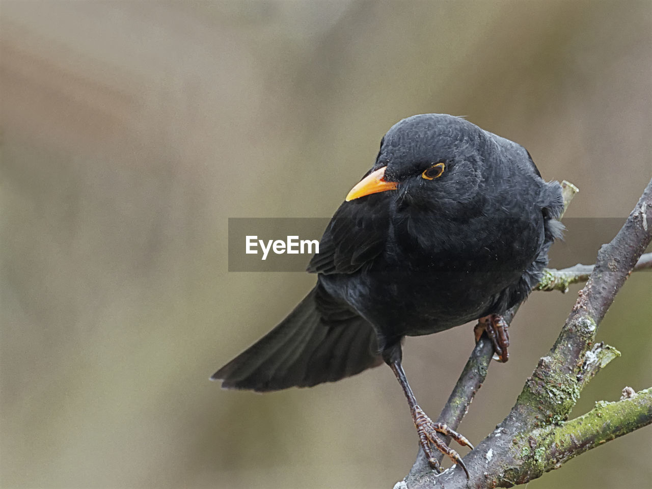 Close-up of bird perching on a tree