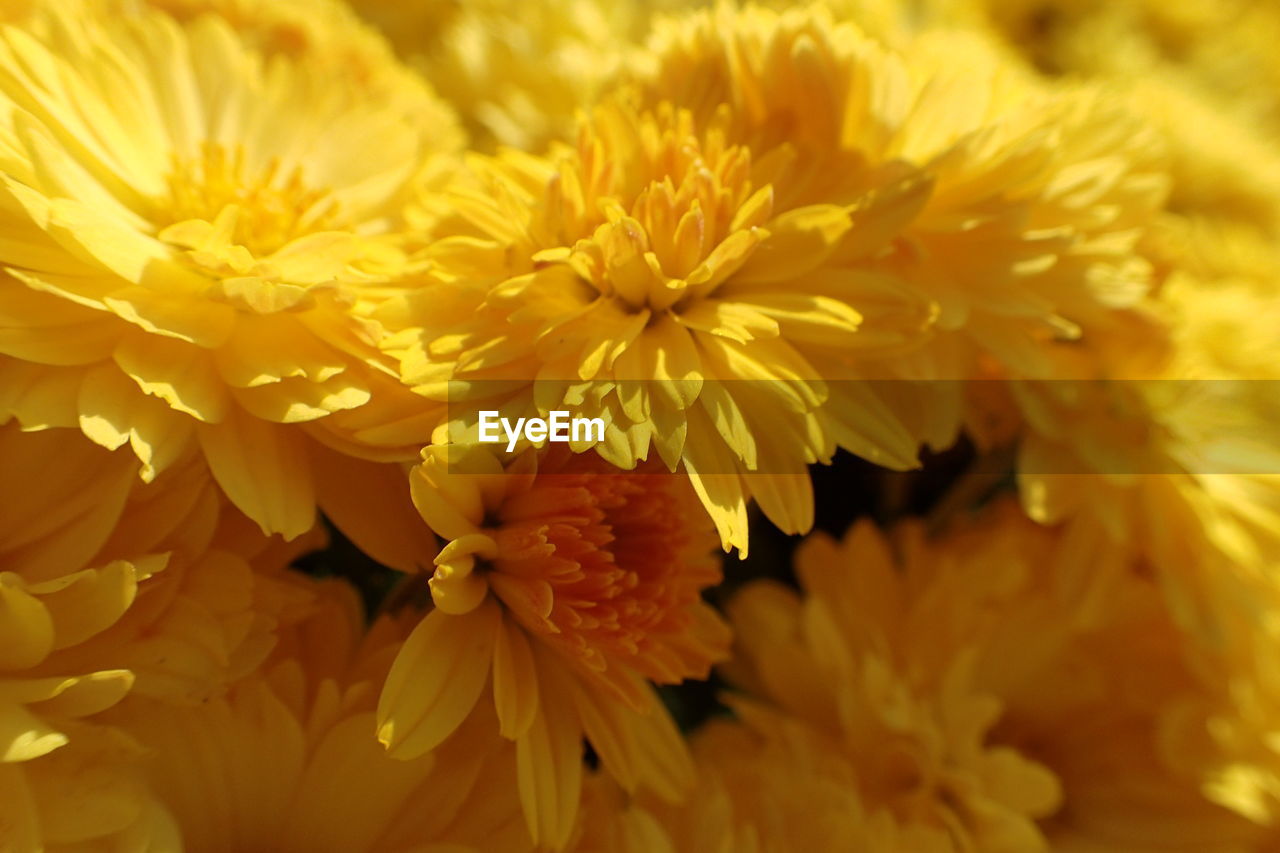 Close-up of yellow flowering plant