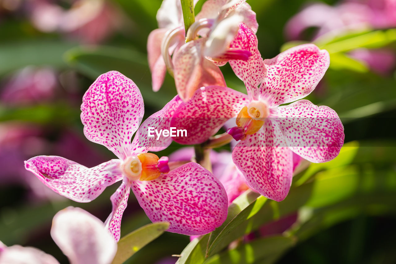 CLOSE-UP OF PINK FLOWER