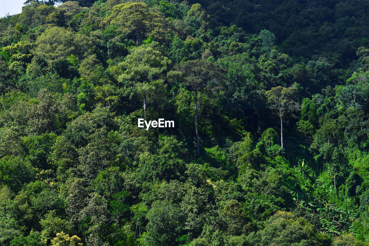 High angle view of trees in forest