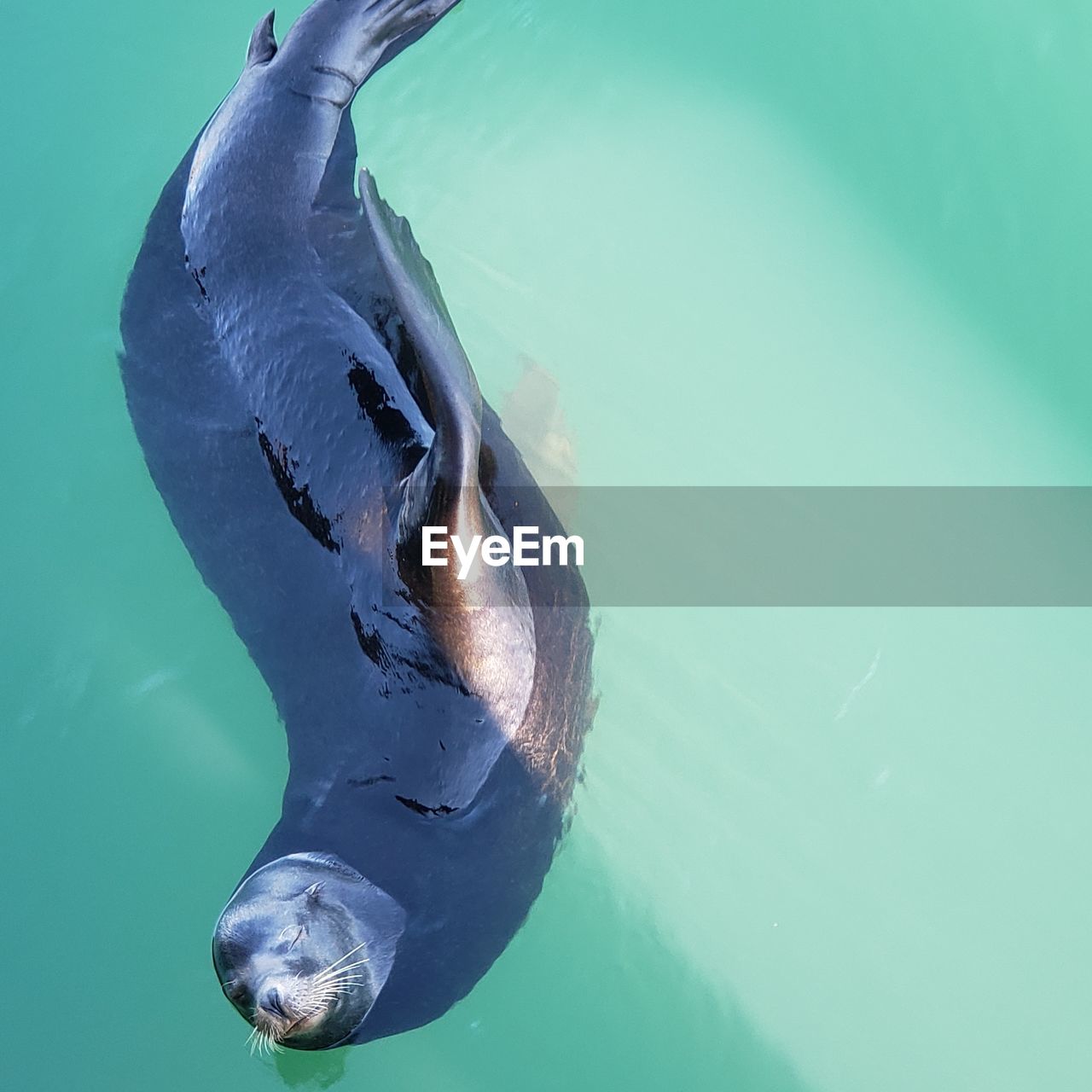 HIGH ANGLE VIEW OF SWIMMING IN SEA